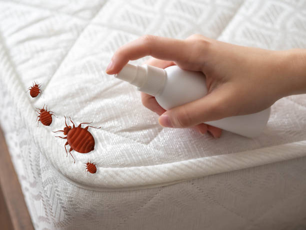 Best Local Pest Control Services  in Garner, IA
