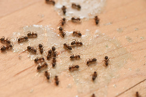 Best Best Pest Control Companies  in Garner, IA